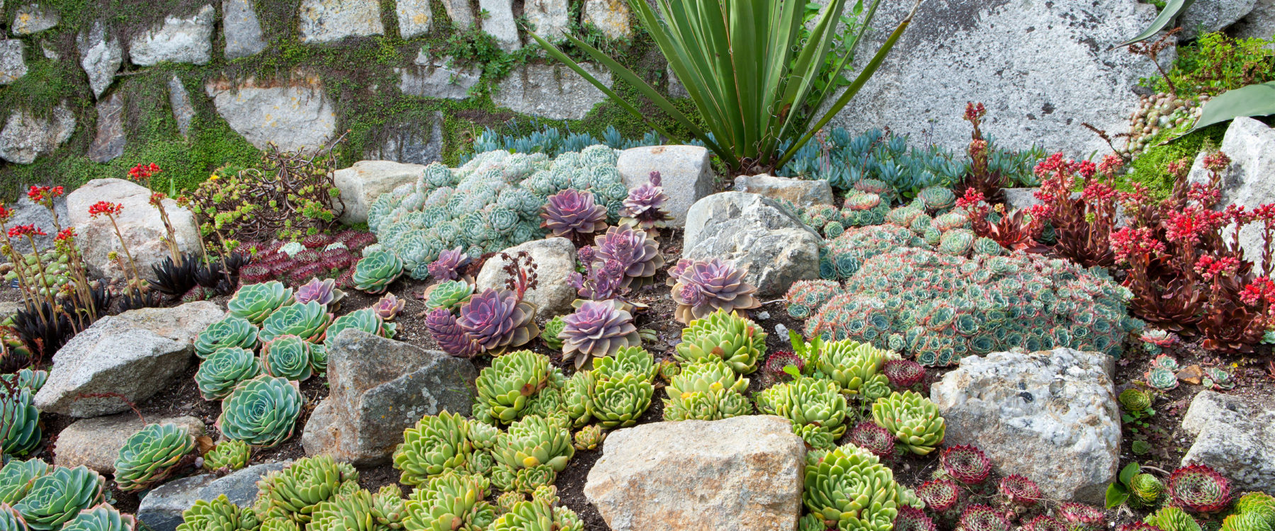 April garden photo