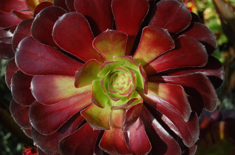 October garden photo