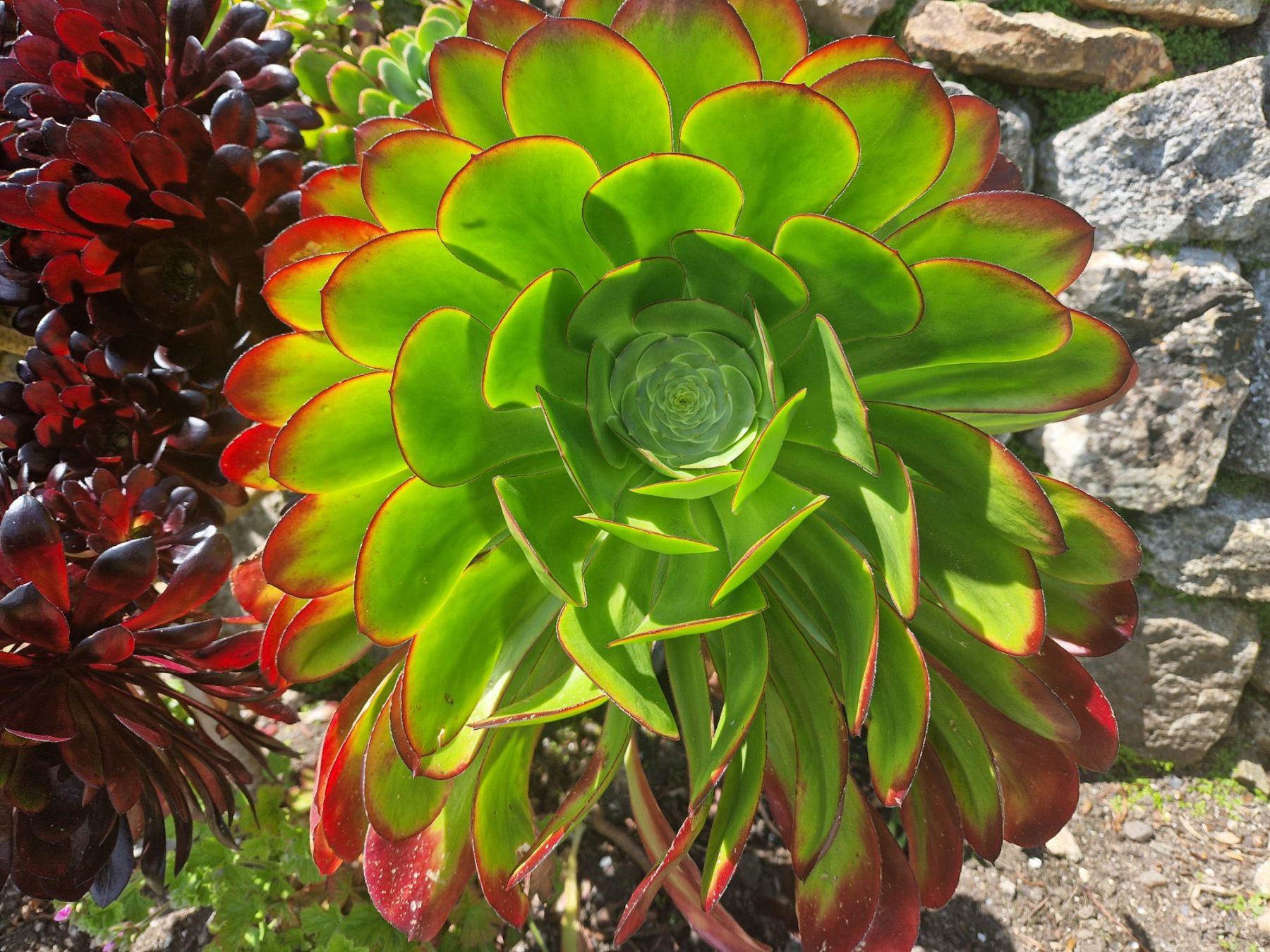 August garden photo