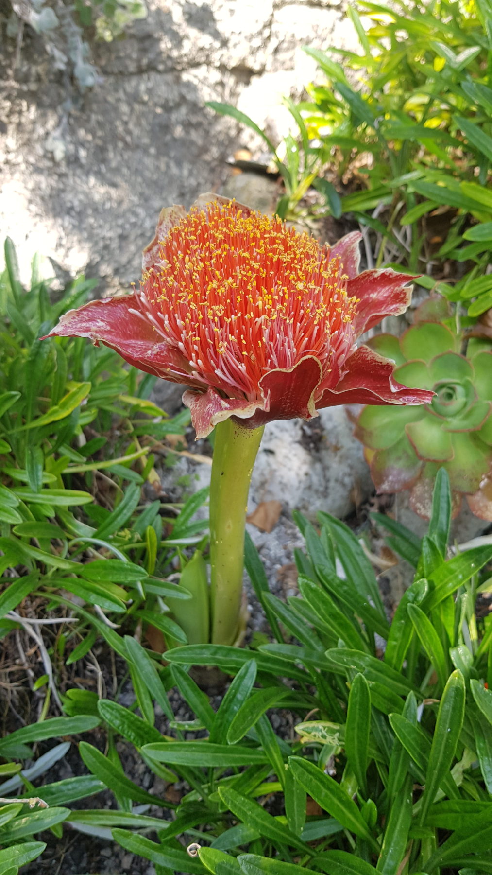 April garden photo
