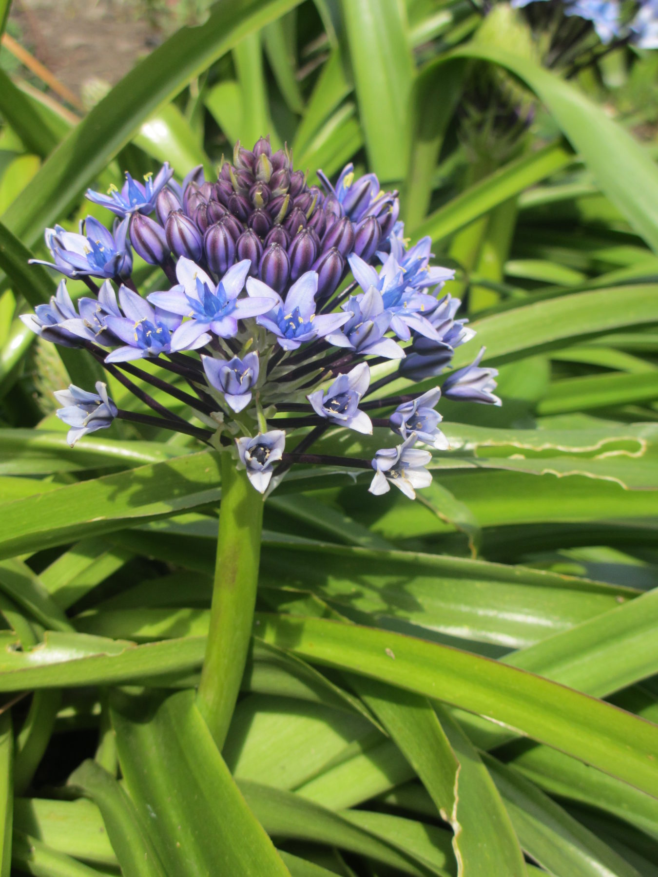 April garden photo