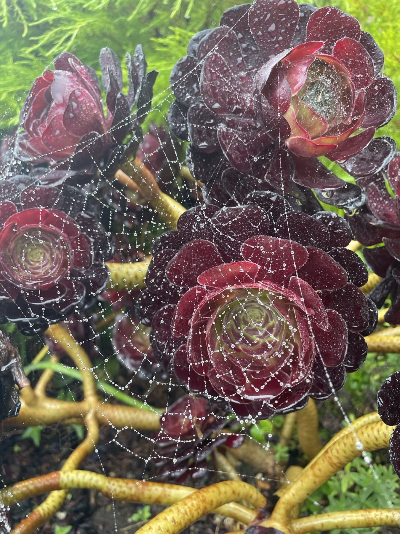 December garden photo