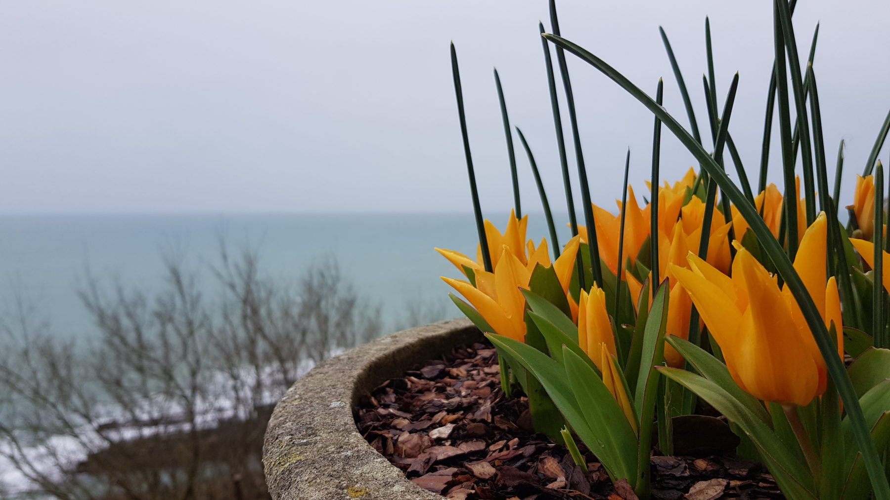January garden photo