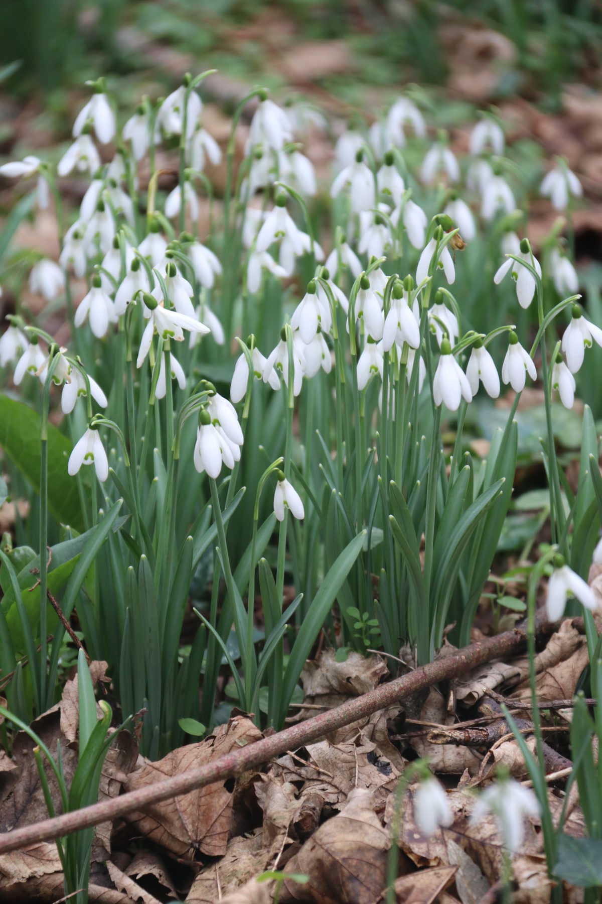 February garden photo