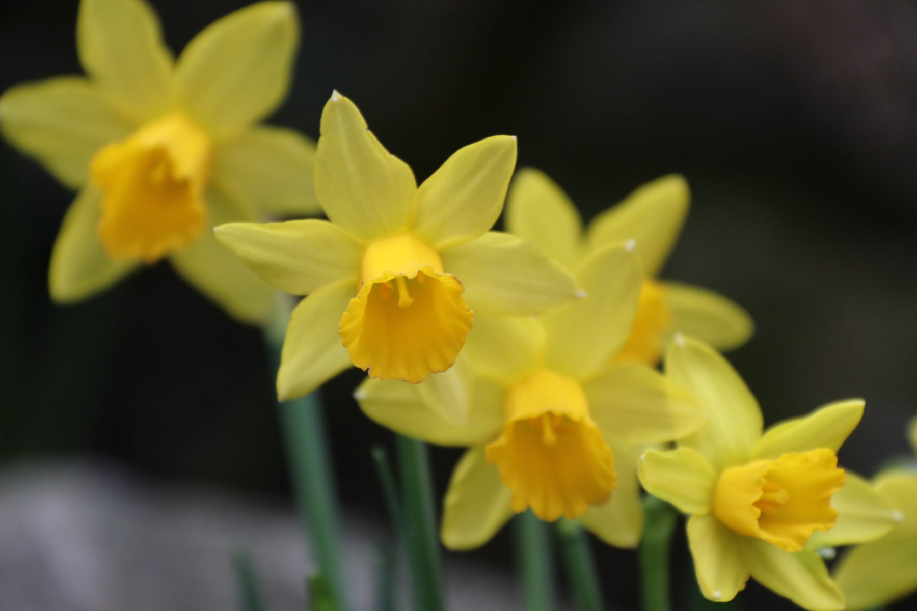 February garden photo
