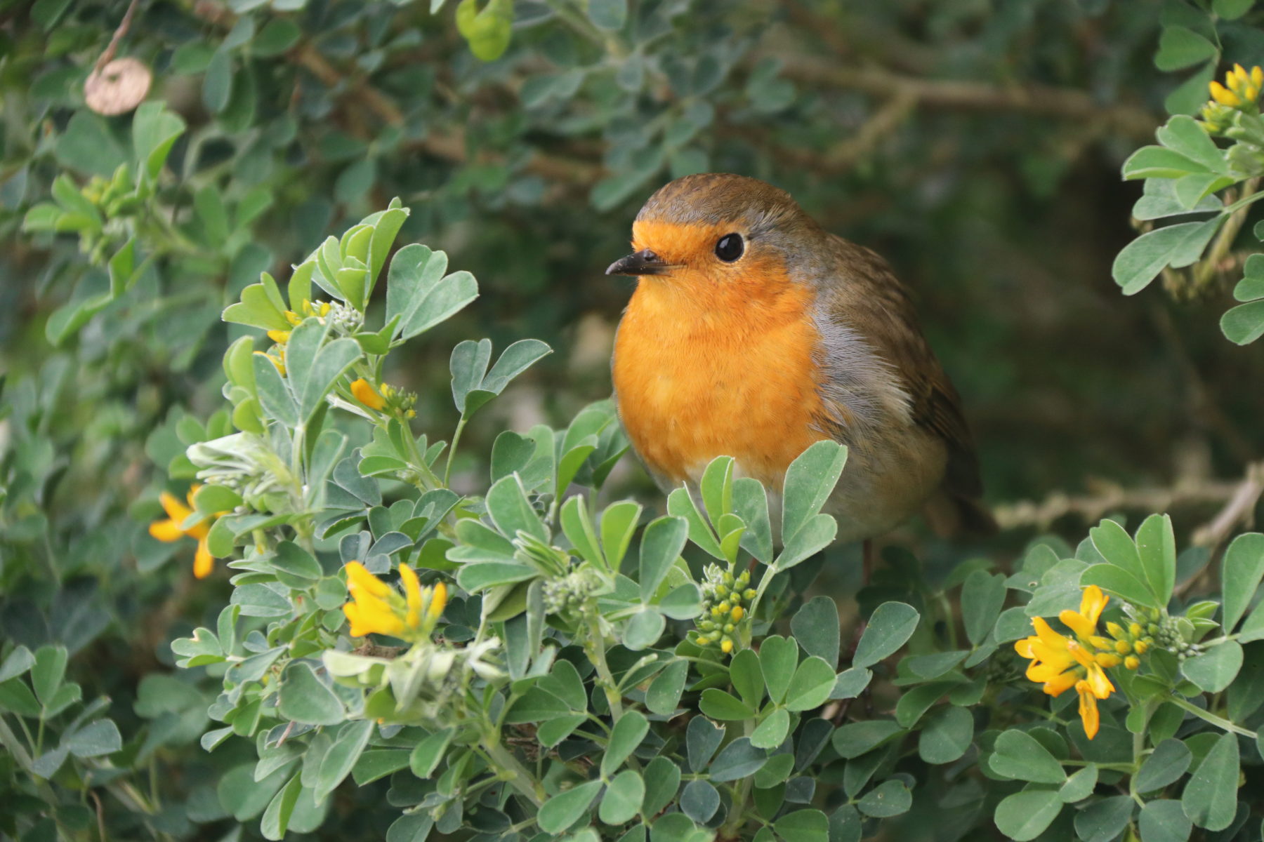 December garden photo