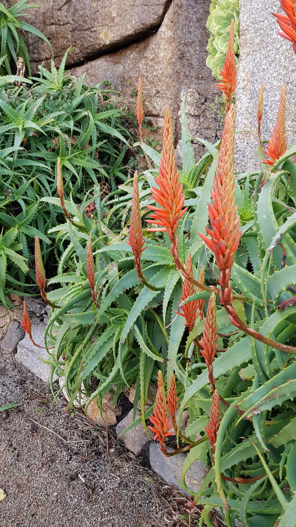 January garden photo