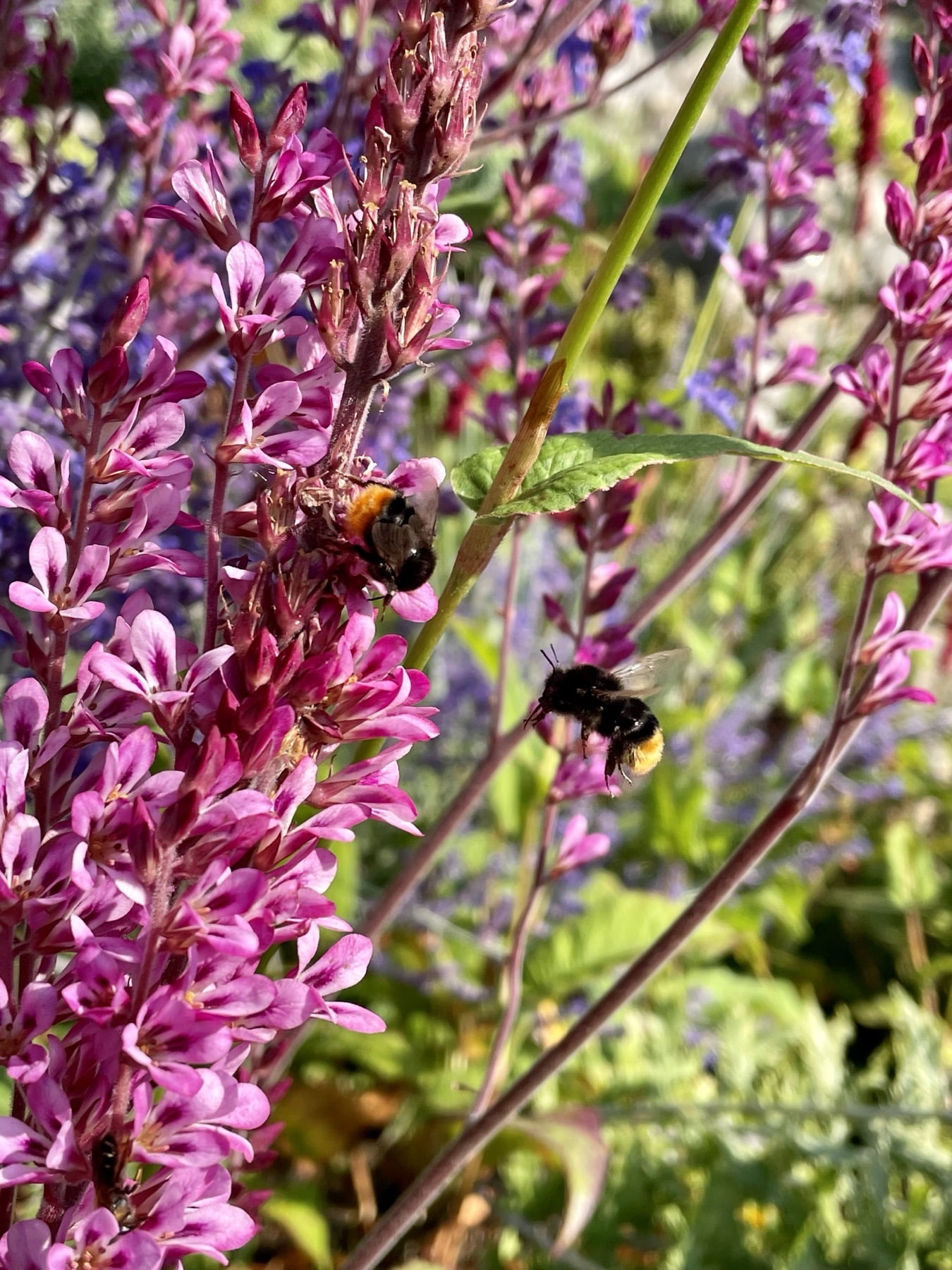 July garden photo