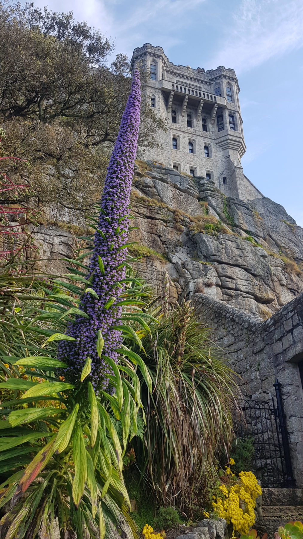 June garden photo