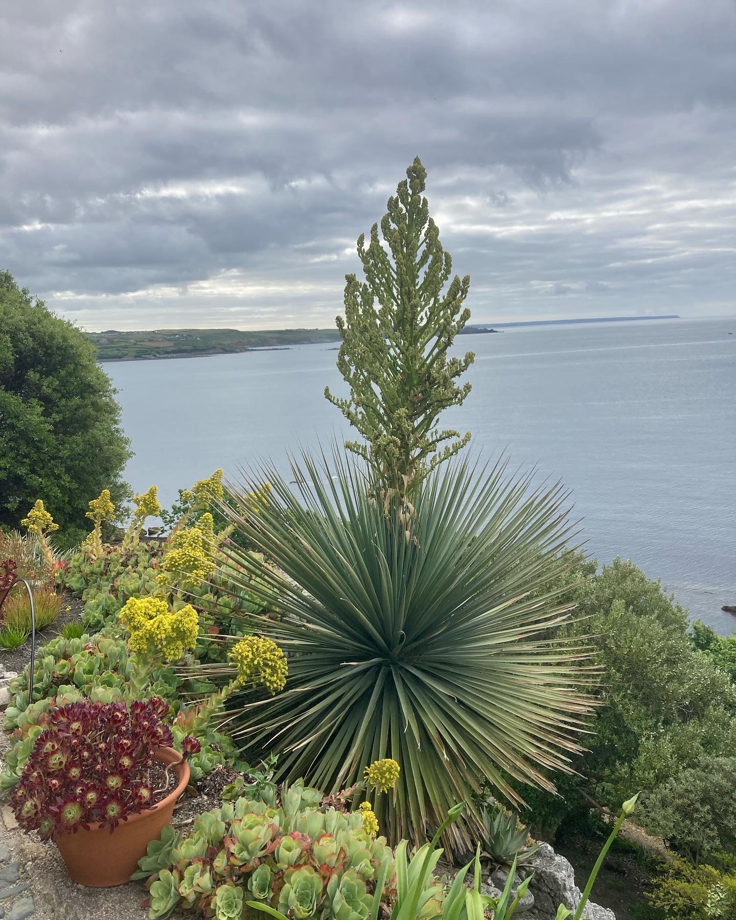 June garden photo