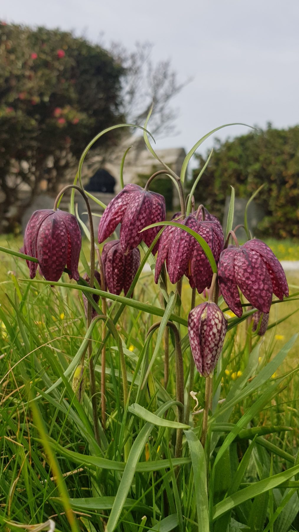 March garden photo