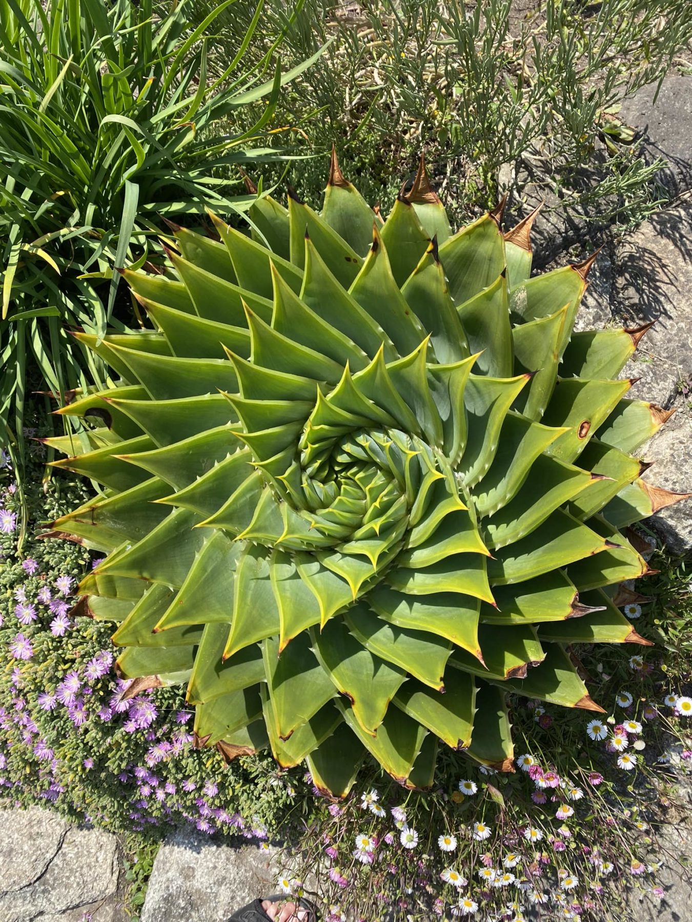 May garden photo